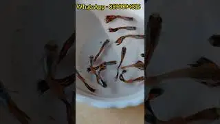 Silverado Red Mosaic Guppy #guppyvalarthalmalayalam #guppyfishmalayalam