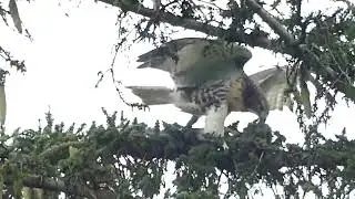 Hawk has squirrel for dinner