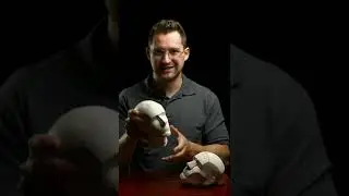 Secondary Forms of the Head Sculpture explained. 