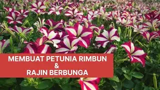 Rahasia Agar Petunia Rimbun dan Rajin Berbunga