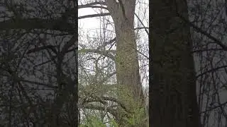 Природа на озере в Германии 