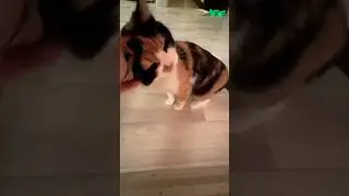 Мои Подписчики самые лучшие !❤️❤️❤️❤️
