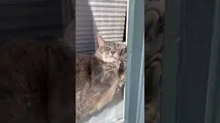#cat #catshorts #catlover #catvideos