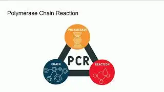 BENG 168 - Polymerase Chain Reaction (PCR)