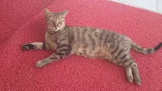 il est heureux quand même ce chat à l'hôtel@MillaChats