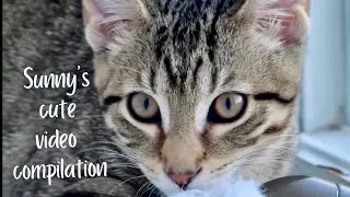 Sunny's video compilation Part 1 #kitten #cat