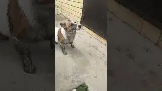 Джек рассел терьер