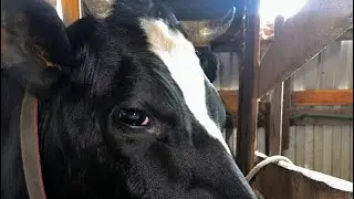 Вечерние хлопоты в стайке