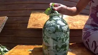 Чай из листьев малины. Простейший рецепт ферментации.