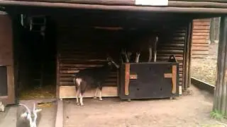 Behinderte Ziege dreht durch