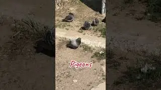 LOVELY PIGEONS RESTING 