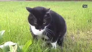 Kucing kerasukan jin Wik wik wik wik