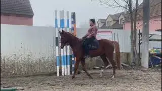 4 yo gelding FOR SALE by Heartbreak ZH x Exxon - flat work and first jumping
