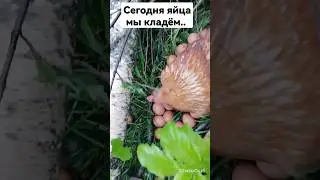 Где яйца ваши водятся?