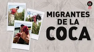 Migrantes en el Catatumbo: raspar coca mientras se araña la vida | El Espectador