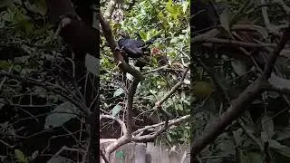 Donde duermen los pollos