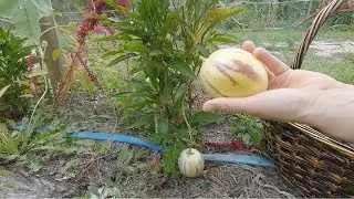 Subtropical Fruit Pepino How It Grows And Taste Permaculture Haven