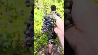 THE MOTHERLODE OF WILD GRAPES!! Foraging with 