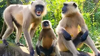 वानर सेना को खाना खिलाते हुए।।