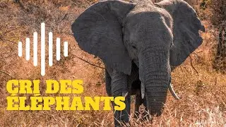 Le CRI de l' ELEPHANT ( ELEPHANT qui BARRIT )