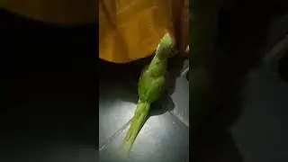 my parrot's heeramandi walk #parrot #birds #heeramandi #funny #shorts