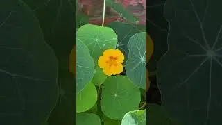 Do you know what kind of flower this is? Put or in comment