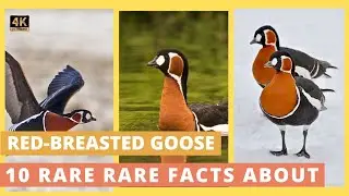 Why the Red-breasted Goose is So Unique: 10 Rare Facts!