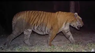 One of the biggest male tiger of kaziranga — KZT083
