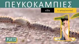PINE PROCESSIONARY CATERPILLARS: what they transform into