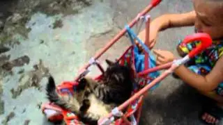 Кот любит кататься в коляске