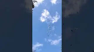 Голуби идут на посадку.