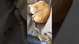 Быстрая реакция кошек это ЛОЖЬ?!😳