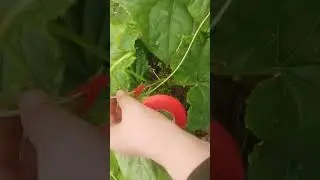 что такое тапенер? TAPENER.