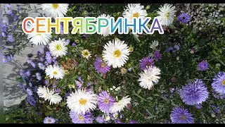 Сентябринки - астры новобельгийские, посадка и уход