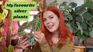 My favourite silver/cool toned houseplants 💙