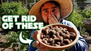 Get Rid Of Garden Grubs With Beneficial Nematodes!