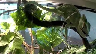 베일드 카멜레온 (Veiled Chameleon) 암컷 사육일지 1일~167일