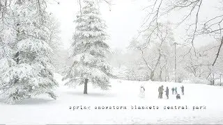 Spring snowstorm blankets Central Park. New York City. 4k G85 ASMR