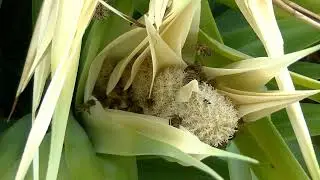Honey Bee #honeybee #honey #bee #bees #honeybees #beekeeping #savethebees #shortvideo #shorts #viral