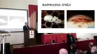 Борьба с болезнями пчёл. Варроатоз и нозематоз.