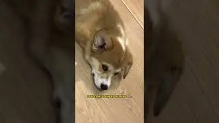 КАК Я СТАЛ КОЗОЙ В БРЮЧКАХ #корги #коргипемброк #коргиспб
