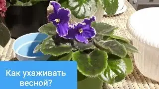 Что делать с фиалками весной? Уход на разных стадиях развития!