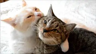 Кот ТИКА и кошка  МИЛА. TIKA the cat and MILA the cat. ティカは猫、ミラは猫。TIKA แมวและ algeria.