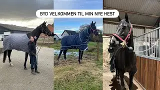 STOR NYHED! MØD MIN NYE HEST