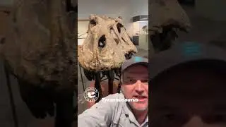 Tyrannosaurus rex Skull on Display at BYU Museum of Paleontology