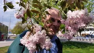 Харьков Сакура