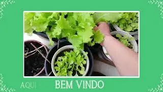 Plantando Coentro em vaso (#CanalParceiro)