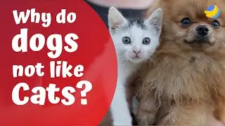 Why don't dogs like cats?🐶🐱 | Curious Questions