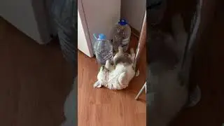 Щенок решил поспать