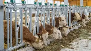 Vom Anbindestall in den Laufstall | Buchberghof - Familie Reichel